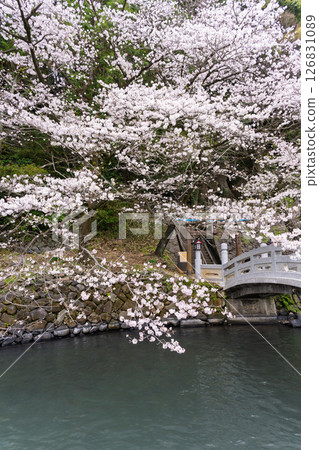春光明媚的石橋與櫻花 「田園風光中的神社與櫻花」（瀨田神社） 大津町瀨田 126831089