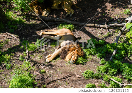 Sleeping lion basks in sunlight in a lush forest in Primorsky Krai near Shkotovo, showcasing majestic feline tranquility. 126831125