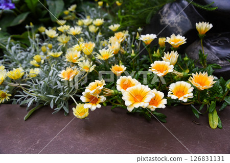 Closeup of orange and yellow Gazania flower with striking petals and green foliage, a hardy, drought-tolerant plant from the Asteraceae family. Closeup of orange and yellow Gazania flower with striking petals and green foliage, a hardy, drought-tolerant plant from the Asteraceae family. 126831131
