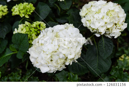 White Hydrangea arborescens Annabelle flowers in full bloom, shown in close-up. Also known as Smooth Hydrangea. Family Hydrangeaceae, garden plant. White Hydrangea arborescens Annabelle flowers in full bloom, shown in close-up. Also known as Smooth Hydrangea. Family Hydrangeaceae, garden plant. 126831156