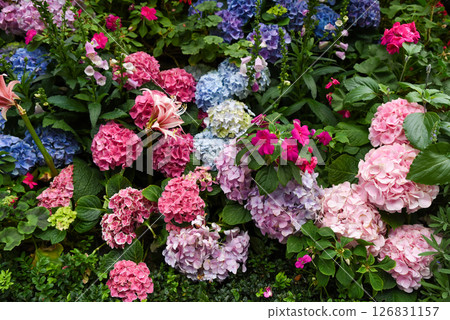 Colorful blooming hydrangeas in a vibrant garden, featuring pink, blue, and purple flowers with lush green leaves during summer. Colorful blooming hydrangeas in a vibrant garden, featuring pink, blue, and purple flowers with lush green leaves during summer. 126831157