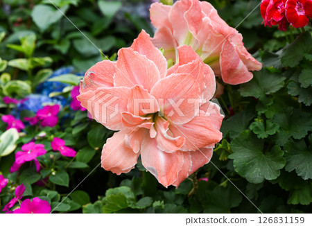 Hippeastrum Sweet Nymph close up. Coral pink orange bloom of amaryllis. Common names amaryllis lily. Family Amaryllidaceae 126831159