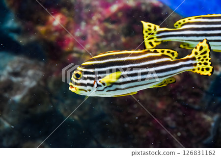 Oriental sweetlips with black and white stripes and yellow fins swims in clear tropical waters near coral reef. 126831162