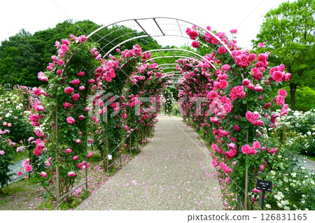 岐阜世界玫瑰園玫瑰 126831165