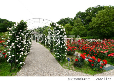 Gifu World Rose Garden Rose 126831166
