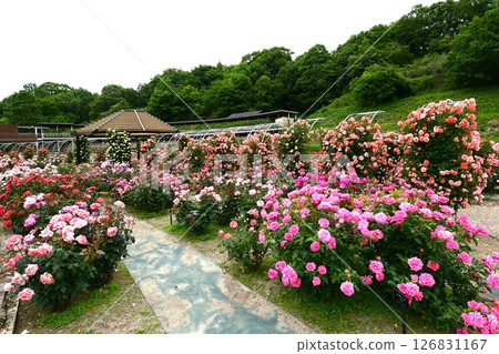 岐阜世界玫瑰園玫瑰 126831167