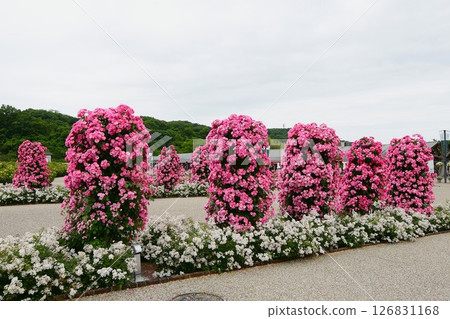 Gifu World Rose Garden Rose 126831168