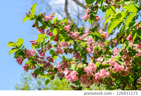 Blooming branches of pink Weigela florida against a clear sky, showcasing abundant spring blossoms and delicate foliage, ideal for floral backgrounds. Blooming branches of pink Weigela florida against a clear sky, showcasing abundant spring blossoms and delicate foliage, ideal for floral backgrounds. 126831173