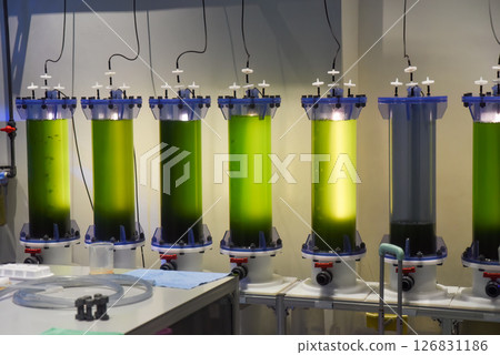 Vertical bioreactors with green liquid used for algae cultivation in a laboratory setup at an oceanarium in Singapore, illuminated by artificial light. 126831186