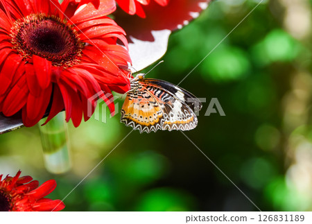 Close-up of a colorful Cethosia cyane butterfly feeding on a bright red flower in a tropical garden with blurred green background. 126831189