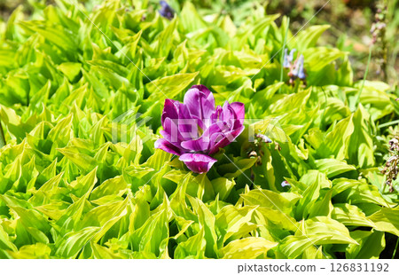 Purple flower blooming among Lemon Lime hosta leaves, viewed from the side, highlighting textured foliage and vivid summer garden detail in soft light. 126831192