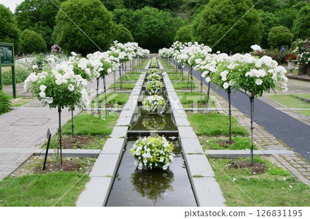 岐阜世界玫瑰園玫瑰 126831195