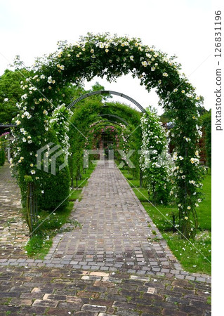 岐阜世界玫瑰園玫瑰 126831196