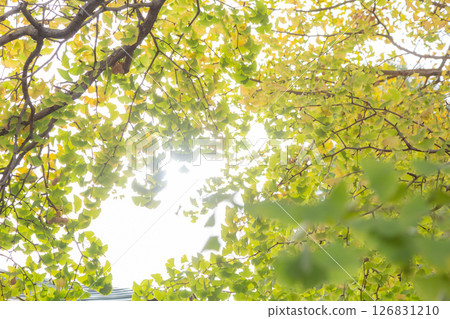 [日本] 千葉縣松戶神社的黃色和紅色銀杏葉和明亮的陽光 126831210