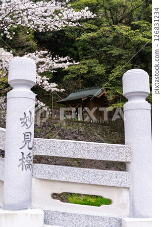 A stone bridge and cherry blossoms on a beautiful spring day "A shrine and cherry blossoms in a lush rural landscape" (Seta Shrine) Seta, Otsu Town 126831234