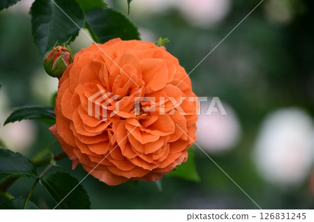 Roses at Gifu World Rose Garden (close-up) 126831245