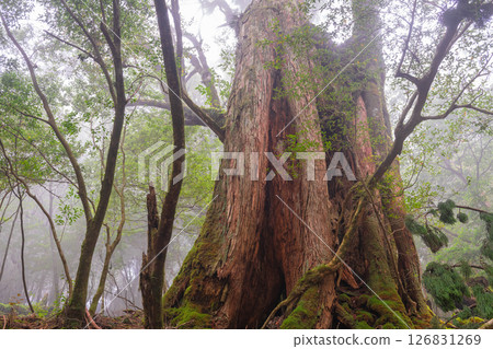 Yakushima Shiratani Unsuikyo Forest (October) - The misty Yakusugi cedars where gods live 126831269