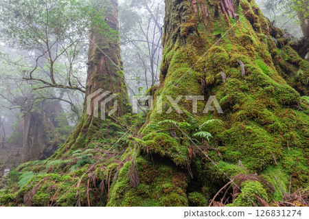 屋久島白谷雲水峽:霧氣瀰漫的屋久杉森林(秋季) 屋久島白谷雲水峽:霧氣瀰漫的屋久杉森林(秋季) 126831274