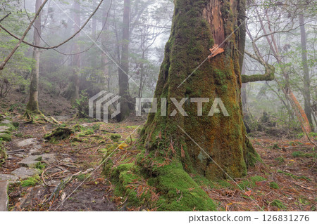 Yakushima Shiratani Unsuikyo Misty Forest (Autumn) 126831276