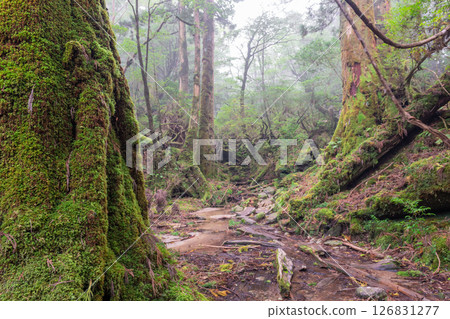 屋久島白谷雲水峽:日本最美的苔蘚森林(秋季) 屋久島白谷雲水峽:日本最美的苔蘚森林(秋季) 126831277
