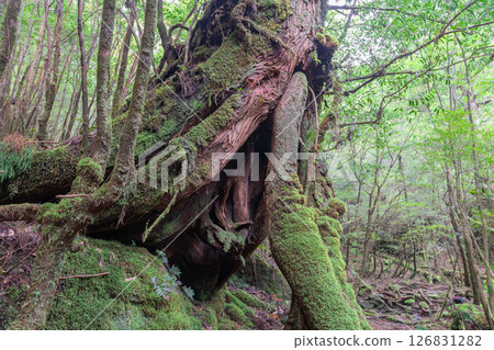 Yakushima Shiratani Unsuikyo Gorge: Yakusugi Cedars where Gods Dwell (Autumn) 126831282