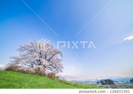 岩手縣八幡平市的一棵櫻花樹盛開 岩手縣八幡平市的一棵櫻花樹盛開 126831301
