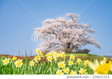 "Iwate Prefecture" A single cherry tree in full bloom in Hachimantai City 126831314