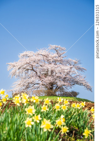 岩手縣八幡平市的一棵櫻花樹盛開 126831315