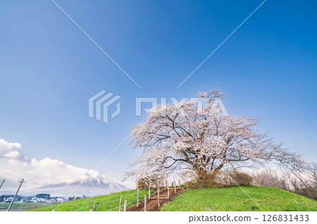 "Iwate Prefecture" A single cherry tree in full bloom in Hachimantai City 126831433