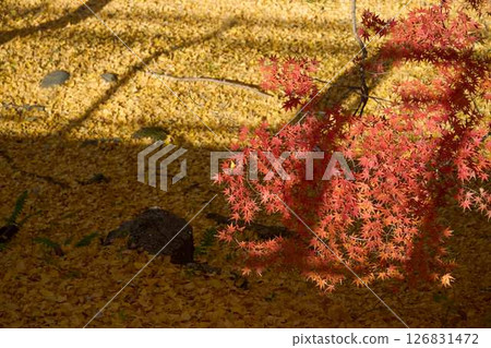 A carpet of ginkgo trees covered with red maple leaves 126831472