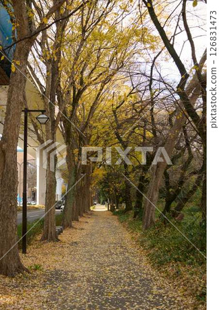 銀杏葉鋪成的人行道 126831473