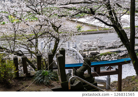 從神社境內眺望的櫻花與田園風光 「田園風光中的神社與櫻花」（瀨田神社）大津町瀨田 126831565