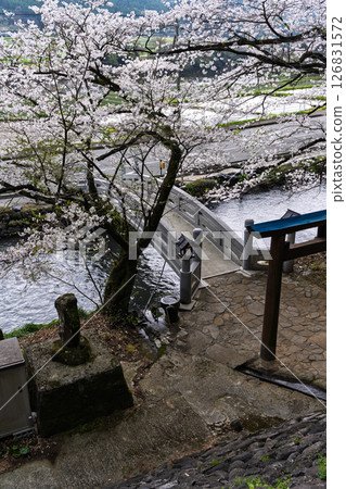 Cherry blossoms and a stone bridge seen from the shrine grounds "A shrine and cherry blossoms in a lush rural landscape" (Seta Shrine) Seta, Otsu Town 126831572