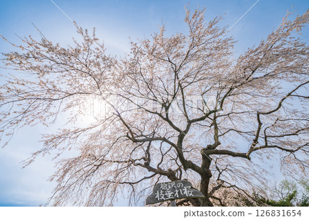 "Aomori Prefecture" The weeping trees of Yarisawa in full bloom, Gonohe Town 126831654