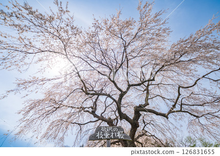 "Aomori Prefecture" The weeping trees of Yarisawa in full bloom, Gonohe Town "Aomori Prefecture" The weeping trees of Yarisawa in full bloom, Gonohe Town 126831655