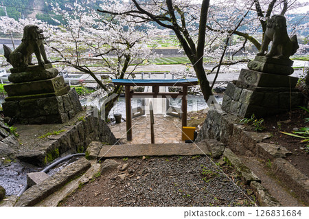Cherry blossoms and the surrounding area of the torii gate as seen from the shrine grounds "A shrine and cherry blossoms in a lush rural landscape" (Seta Shrine) Seta, Otsu Town 126831684