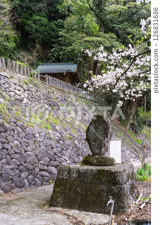 Cherry blossoms and the surrounding area of the torii gate as seen from the shrine grounds "A shrine and cherry blossoms in a lush rural landscape" (Seta Shrine) Seta, Otsu Town Cherry blossoms and the surrounding area of the torii gate as seen from the shrine grounds "A shrine and cherry blossoms in a lush rural landscape" (Seta Shrine) Seta, Otsu Town 126831686