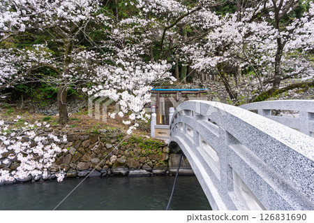 從神社境內眺望的櫻花與鳥居週邊 「田園風光中的神社與櫻花」（瀨田神社）大津町瀨田 126831690