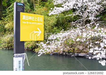 Signboard/information board "A shrine and cherry blossoms in a lush rural landscape" (Seta Shrine) Seta, Otsu Town 126831692