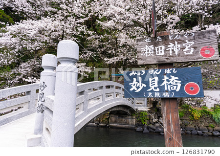 春光明媚的石橋與櫻花 「田園風光中的神社與櫻花」（瀨田神社） 大津町瀨田 126831790
