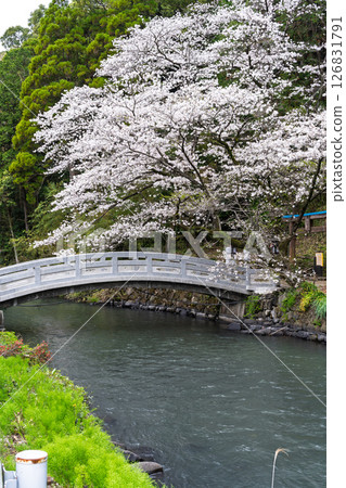 春光明媚的石橋與櫻花 「田園風光中的神社與櫻花」(瀨田神社) 大津町瀨田 春光明媚的石橋與櫻花 「田園風光中的神社與櫻花」(瀨田神社) 大津町瀨田 126831791