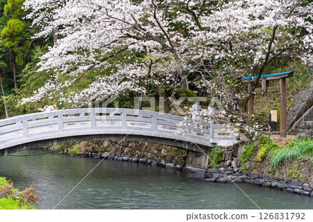 春光明媚的石橋與櫻花 「田園風光中的神社與櫻花」（瀨田神社） 大津町瀨田 126831792