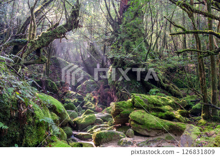 Yakushima Shiratani Unsuikyo Gorge: Sunlight filtering through the trees and mossy forest (Autumn) 126831809