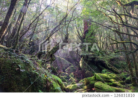 Yakushima Shiratani Unsuikyo Gorge: Sunlight filtering through the trees and mossy forest (Autumn) 126831810