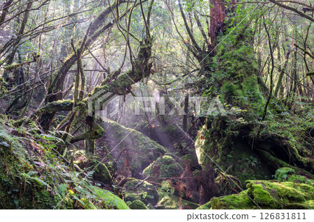 Yakushima Shiratani Unsuikyo Gorge: Sunlight filtering through the trees and mossy forest (Autumn) Yakushima Shiratani Unsuikyo Gorge: Sunlight filtering through the trees and mossy forest (Autumn) 126831811