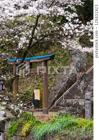A shrine gate and cherry blossoms in a beautiful spring day "A shrine and cherry blossoms in a lush rural landscape" (Seta Shrine) Seta, Otsu Town 126831923