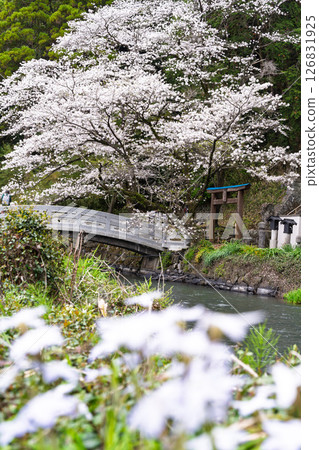A stone bridge and cherry blossoms on a beautiful spring day "A shrine and cherry blossoms in a lush rural landscape" (Seta Shrine) Seta, Otsu Town 126831925