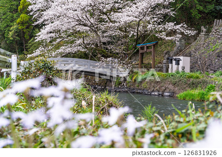 春光明媚的石橋與櫻花 「田園風光中的神社與櫻花」(瀨田神社) 大津町瀨田 春光明媚的石橋與櫻花 「田園風光中的神社與櫻花」(瀨田神社) 大津町瀨田 126831926