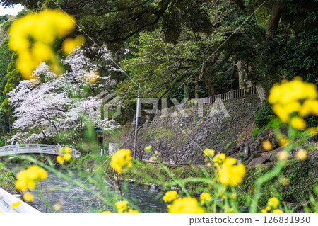 Cherry blossoms shining on a beautiful spring day "A shrine and cherry blossoms in a lush rural landscape" (Seta Shrine) Seta, Otsu Town 126831930