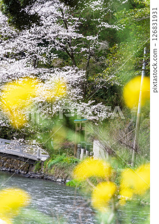 Cherry blossoms shining on a beautiful spring day "A shrine and cherry blossoms in a lush rural landscape" (Seta Shrine) Seta, Otsu Town 126831931